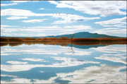 Bosque del Apache Photo 10